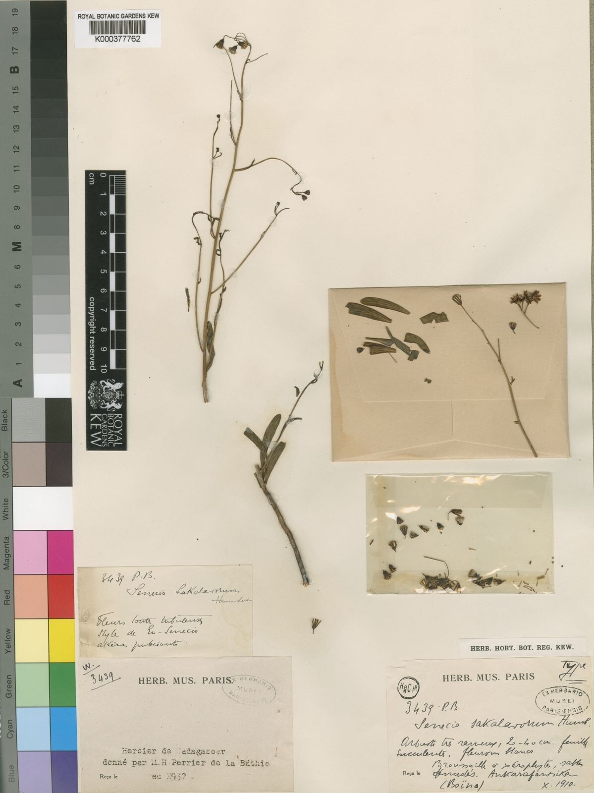 Senecio sakalavorum — houseplant care guide