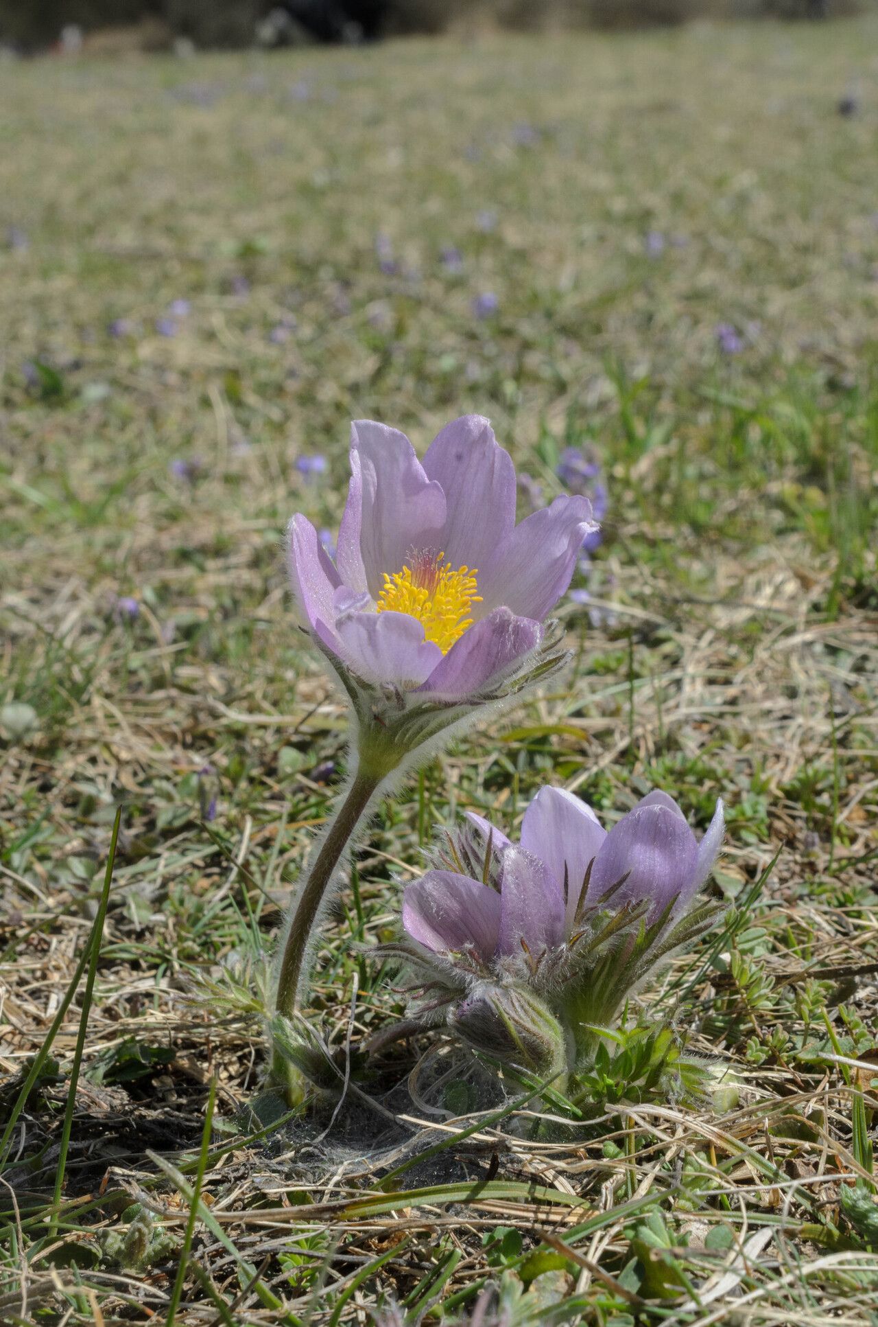 Pulsatilla × bolzanensis flower