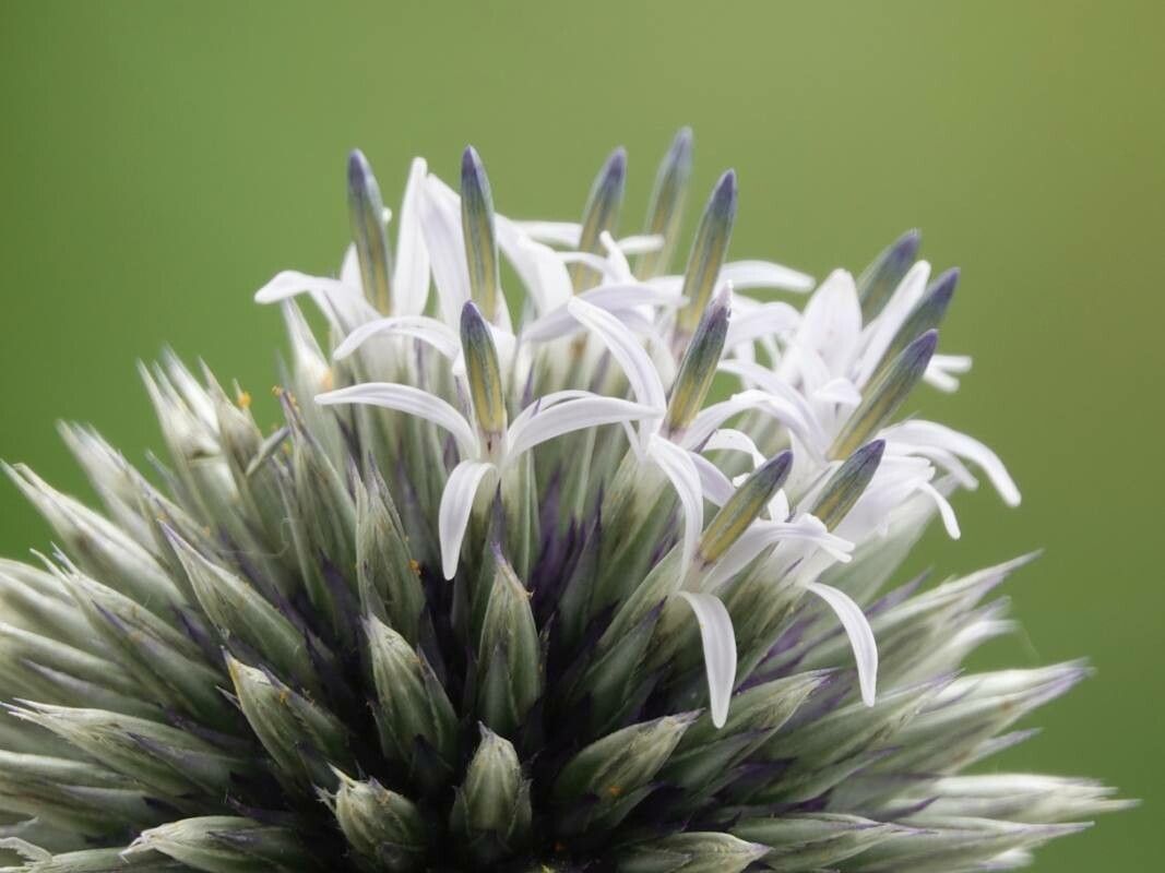 Echinops exaltatus flower