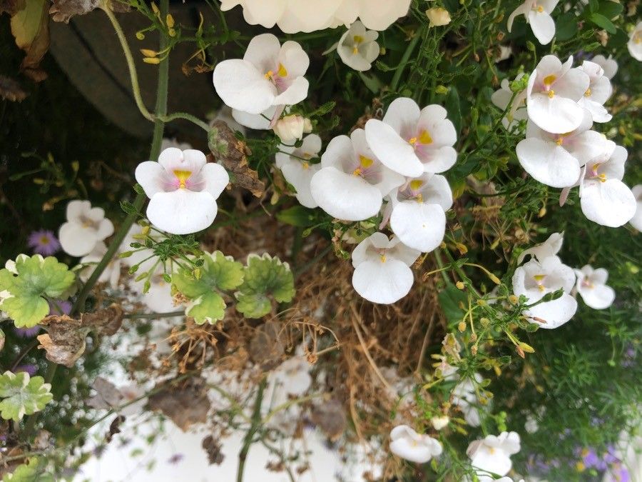 Diascia rigescens flower