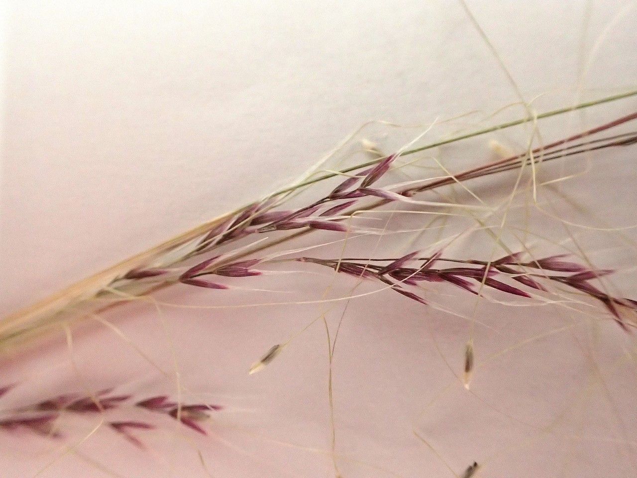 Amelichloa ambigua — related species from the same genus