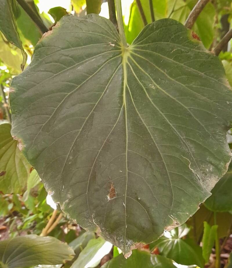 Piper carrilloanum — houseplant care guide