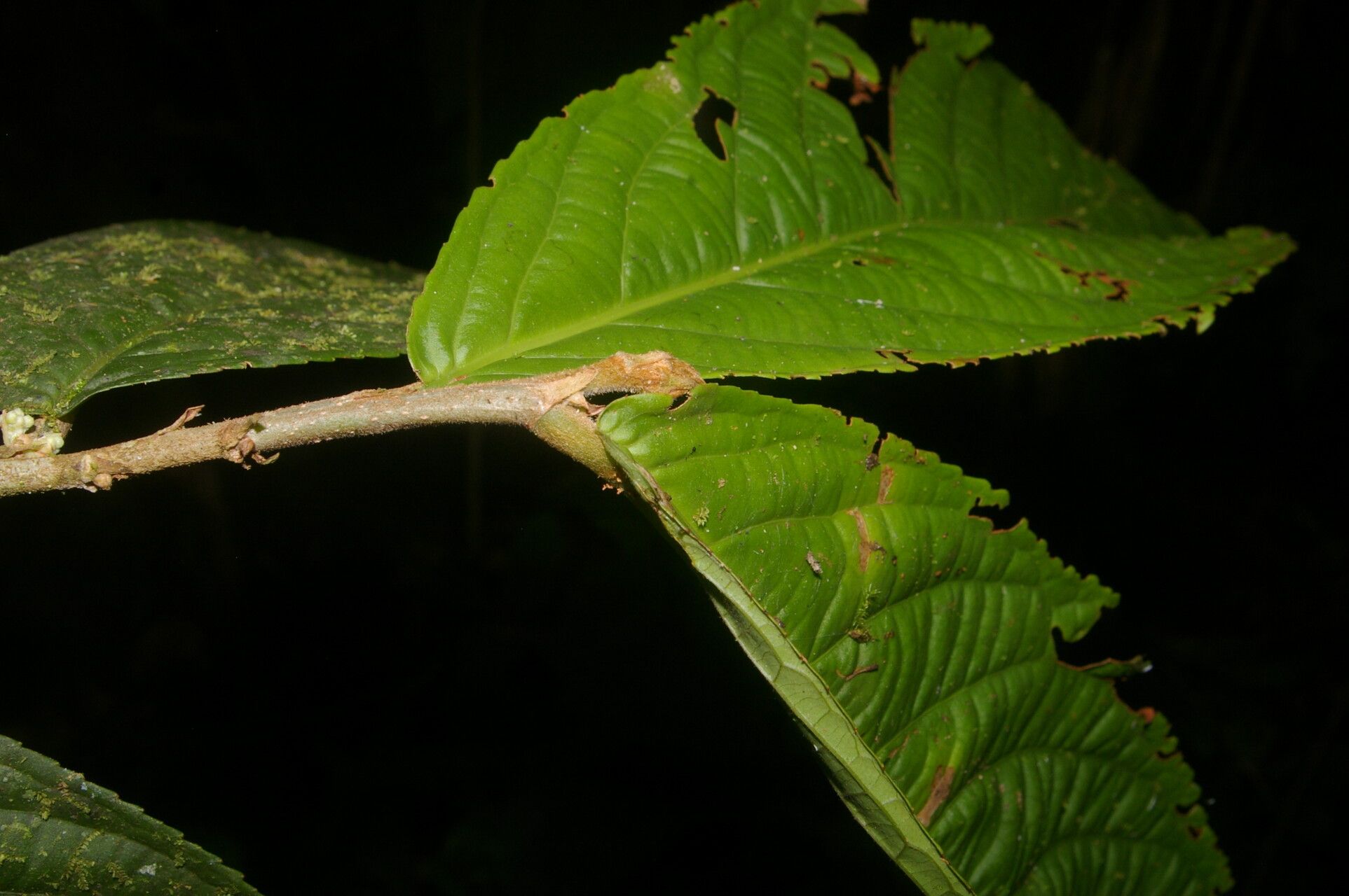 Casearia standleyana leaf