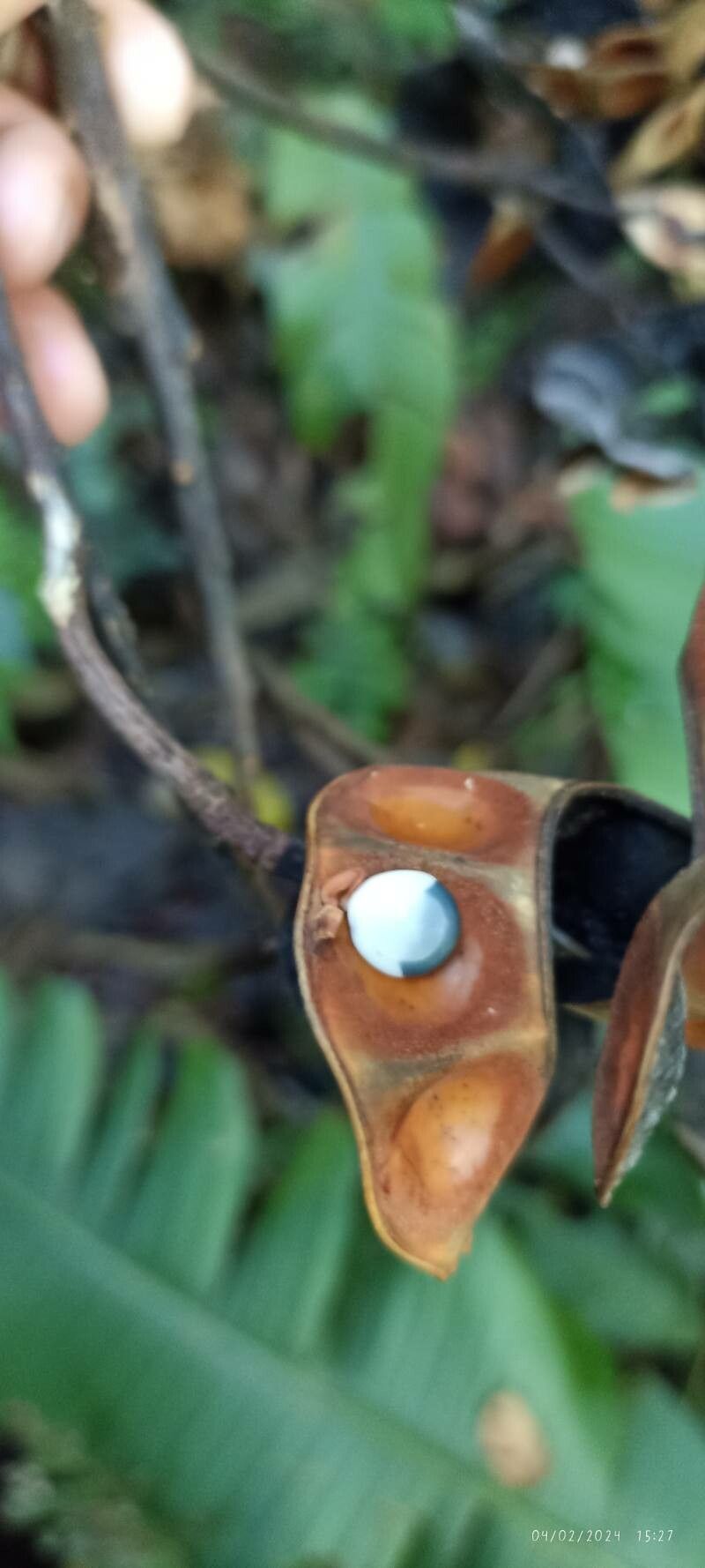 Jupunba brachystachya fruit
