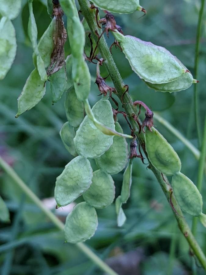 Hedysarum boutignyanum fruit