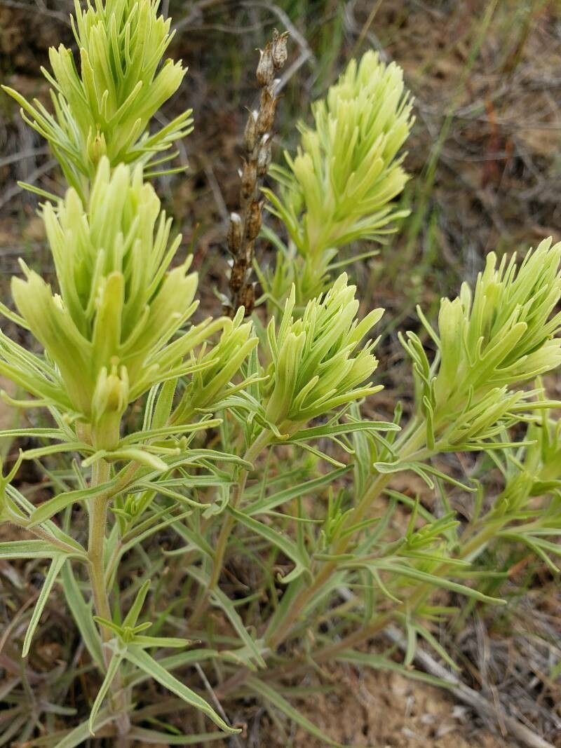 Castilleja thompsonii flower