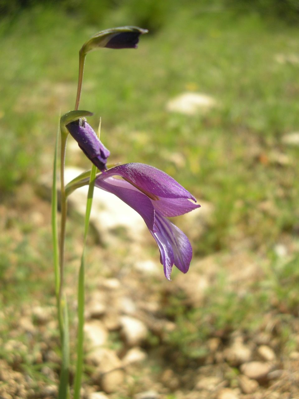 Gladiolus palustris flower