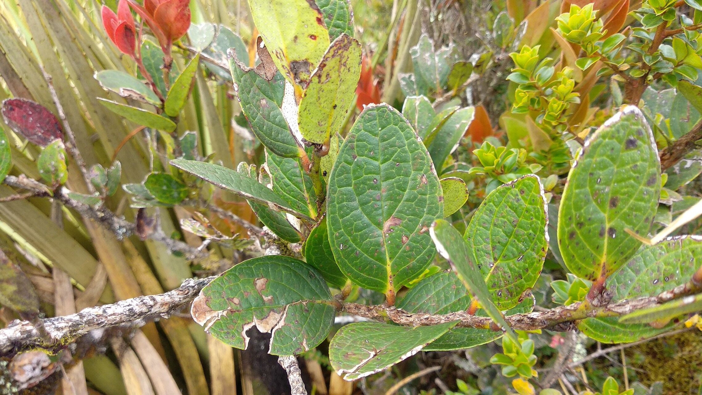 Macleania rupestris leaf