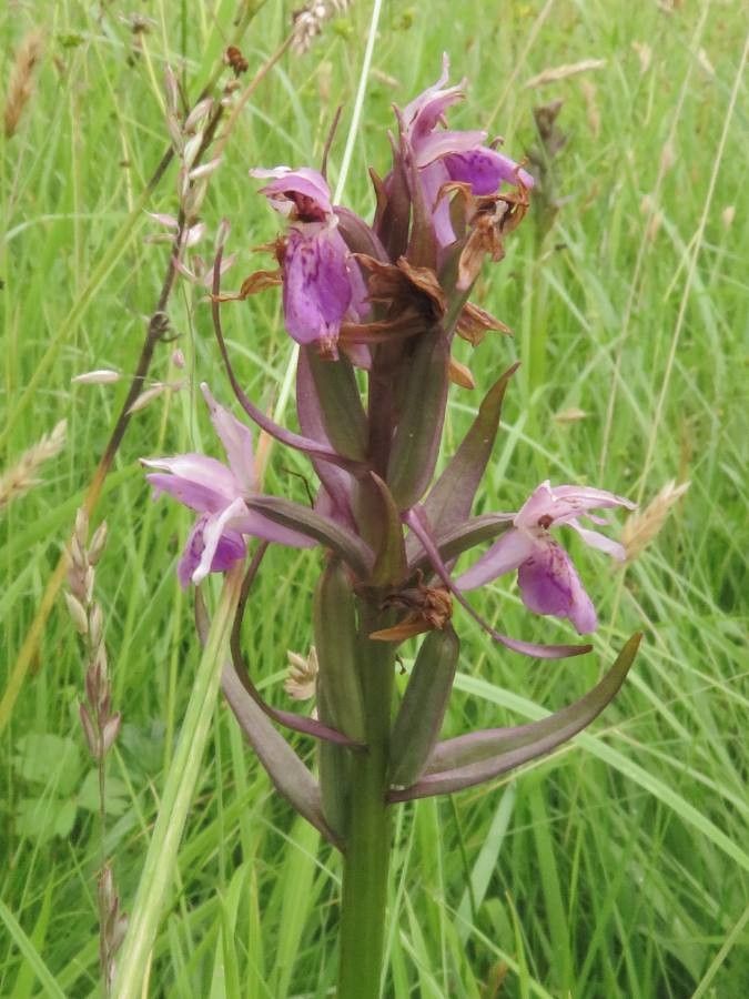 Dactylorhiza incarnata subsp. incarnata x Orchis purpurea flower