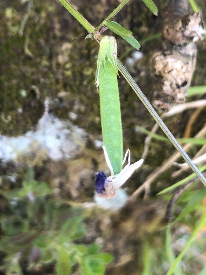 Vicia angustifolia fruit