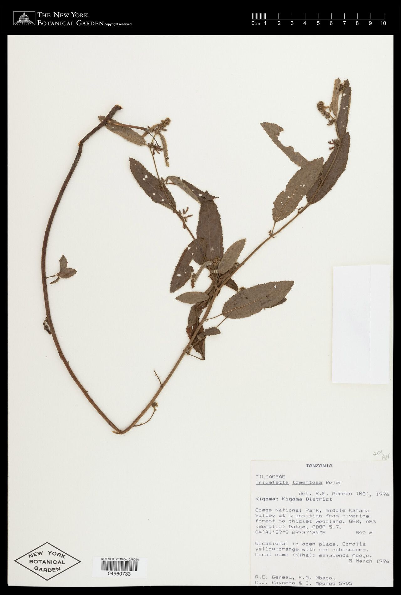 Triumfetta tomentosa — houseplant care guide