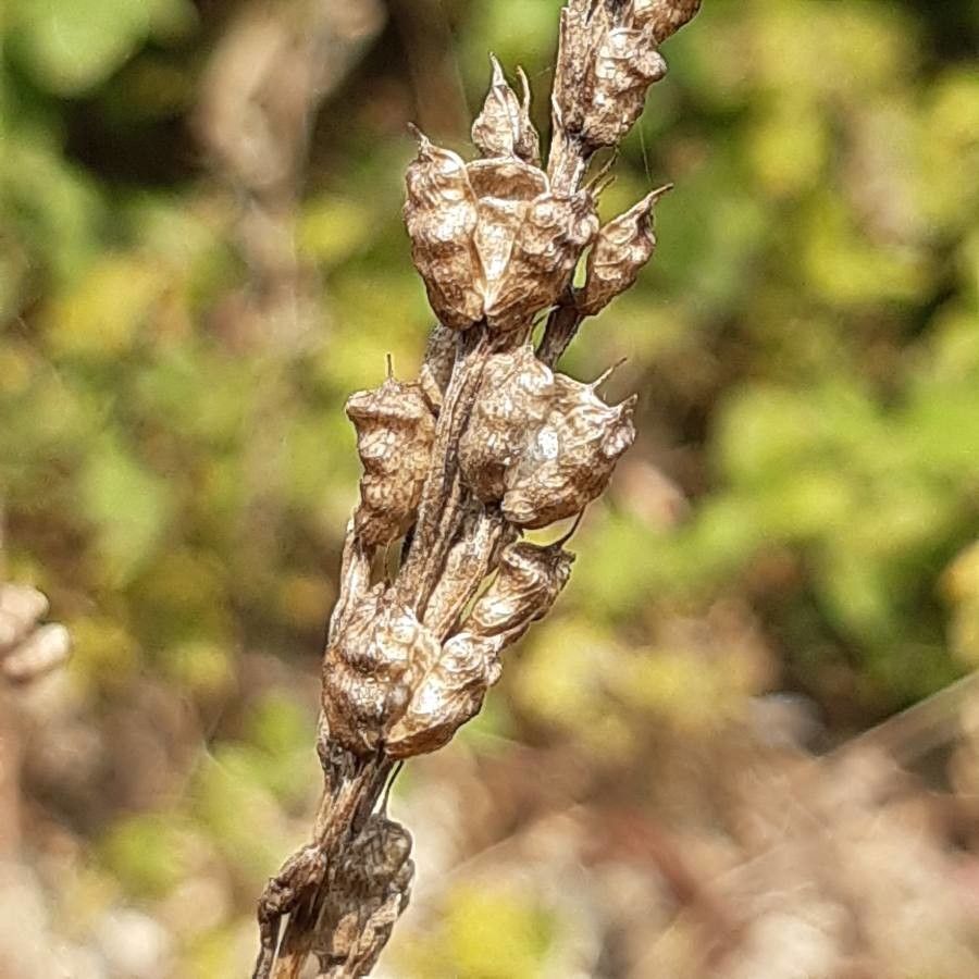 Delphinium peregrinum fruit