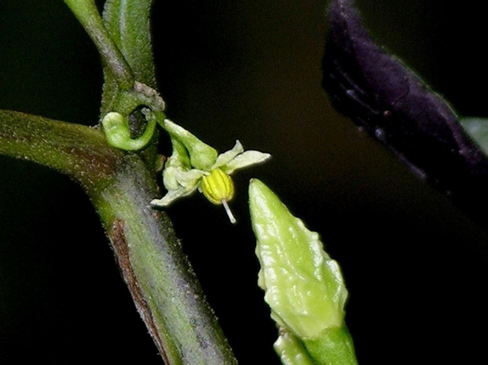 Solanum trizygum bark