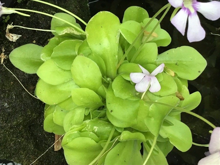 Pinguicula moranensis — search result for 'Guatemala'