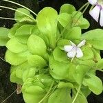 Pinguicula moranensis