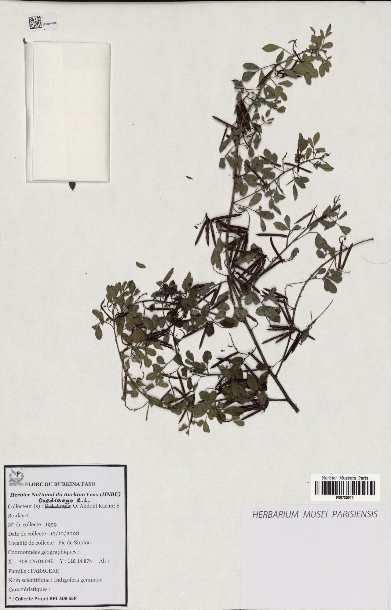 Indigofera geminata — houseplant care guide