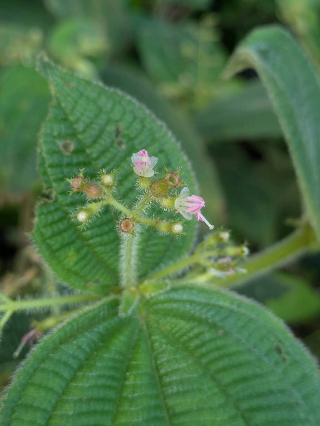 Miconia domociliata flower