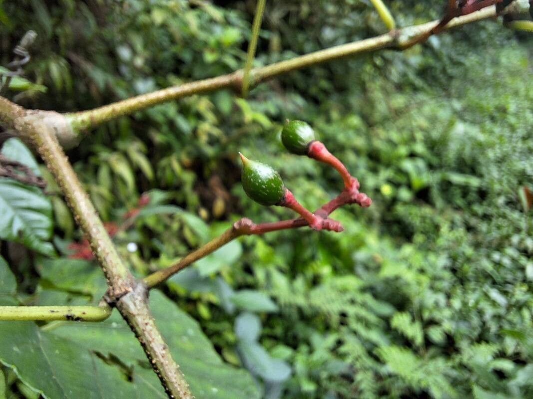 Cissus biformifolia fruit