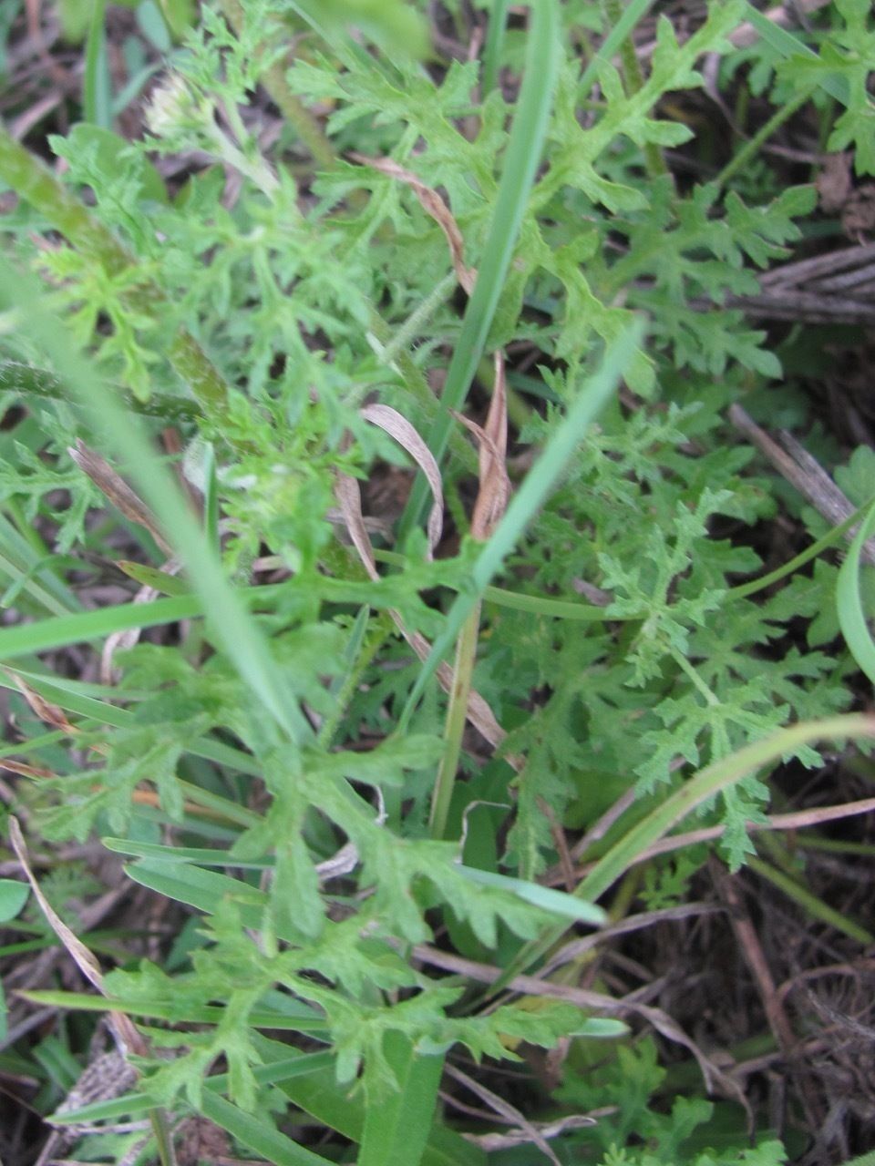 Sphaeralcea pedatifida habit