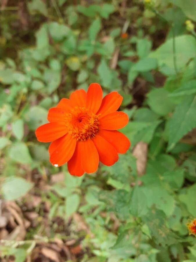 Comaclinium montanum — houseplant care guide