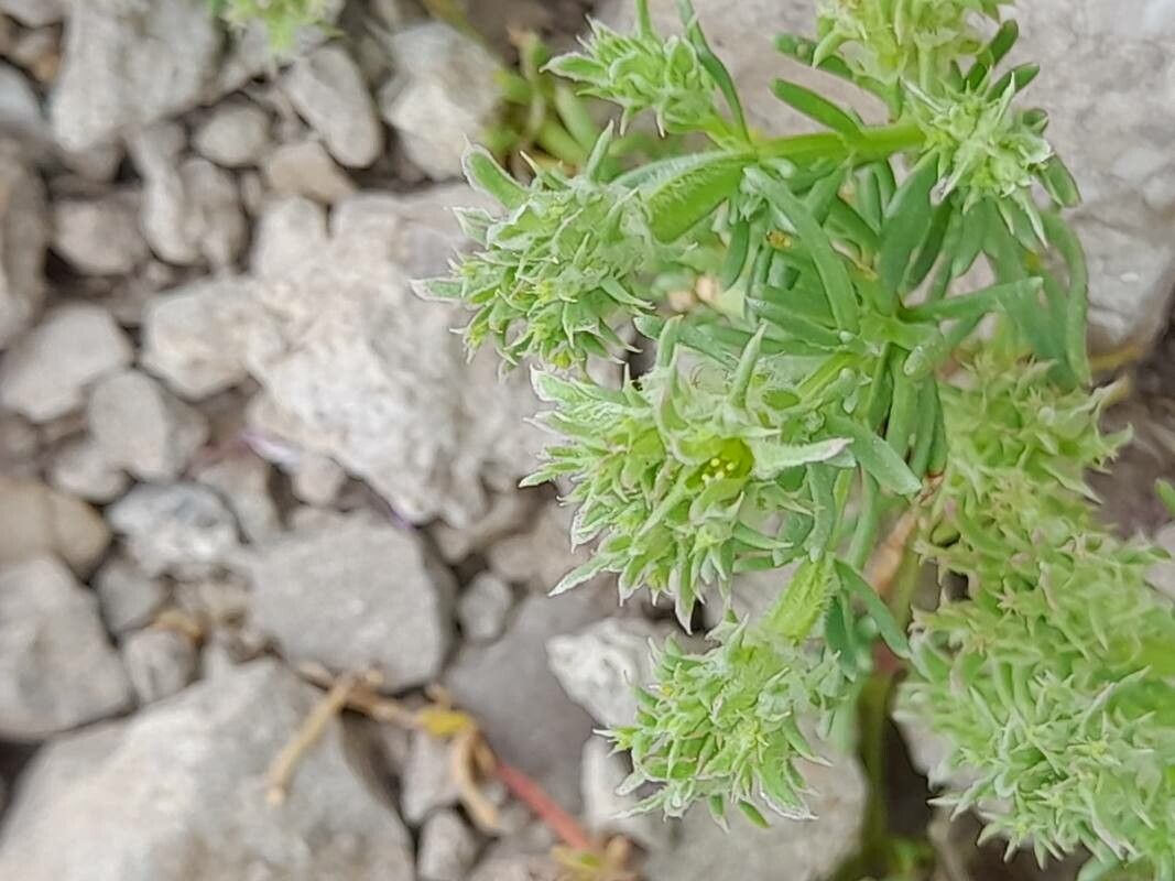 Pteranthus dichotomus flower