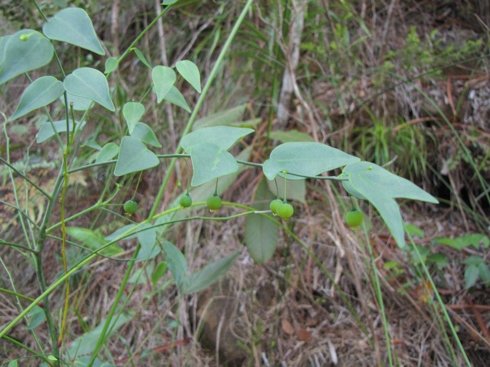 Phyllanthus serpentinus habit