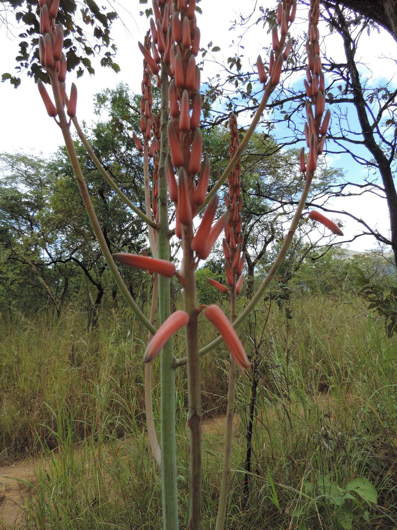 Aloe christianii flower