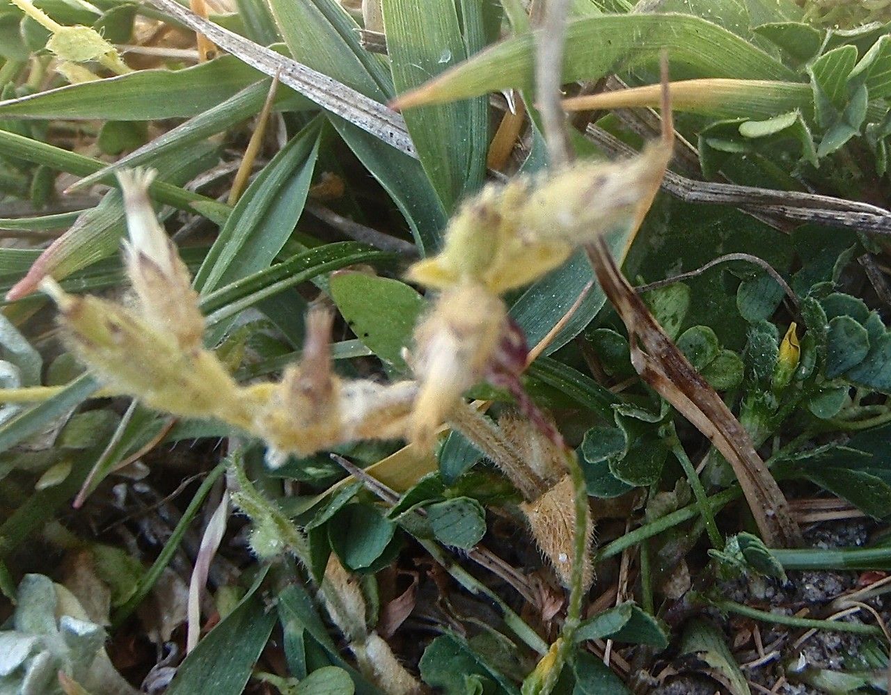 Cerastium siculum habit