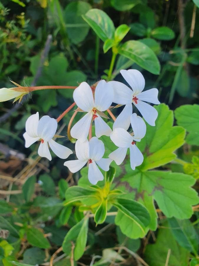 Pelargonium multibracteatum flower