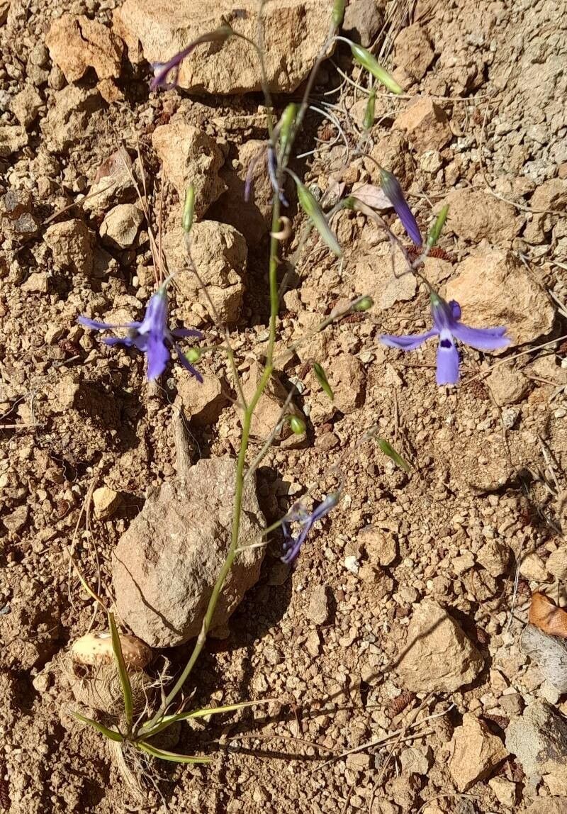 Conanthera bifolia habit