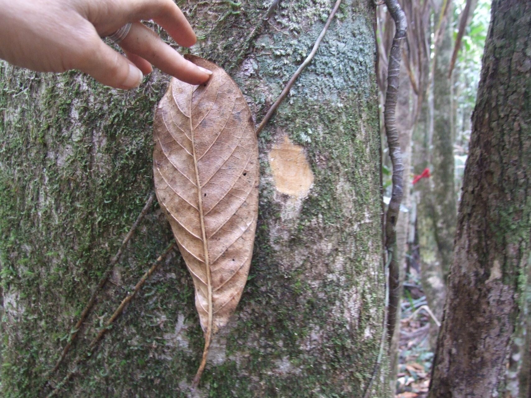 Planchonella thiensis bark
