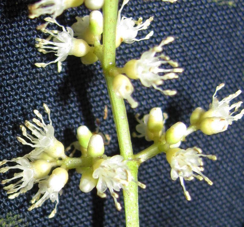 Miconia theaezans fruit