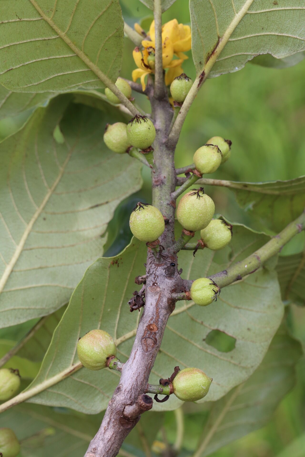 Uapaca kirkiana fruit