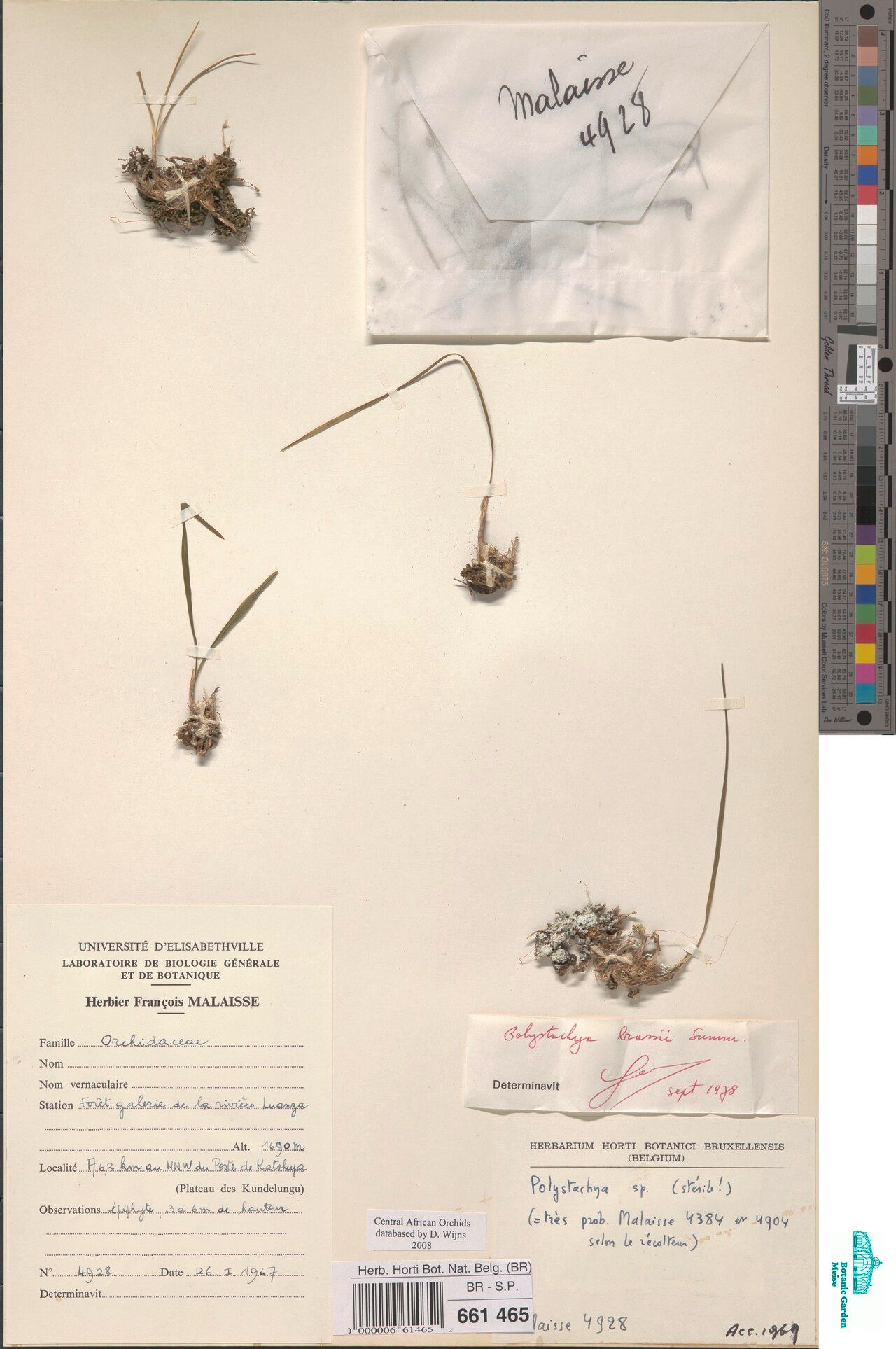 Polystachya brassii — houseplant care guide