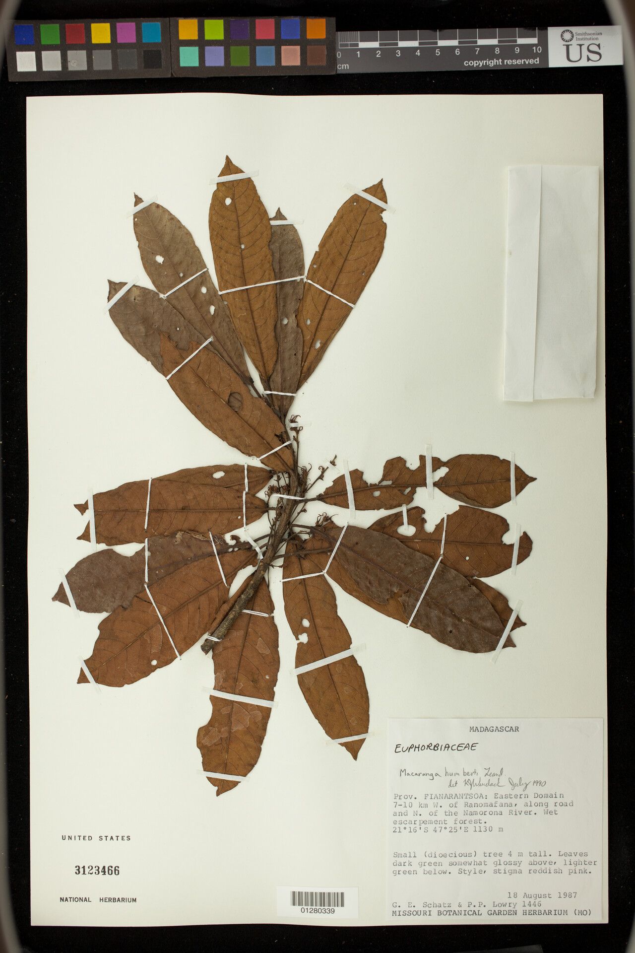 Macaranga humbertii — houseplant care guide