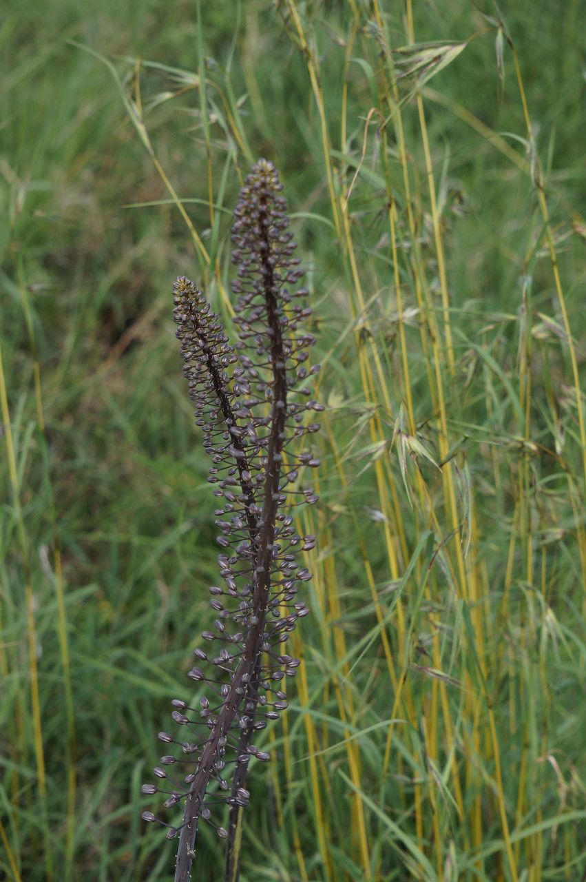 Drimia altissima fruit