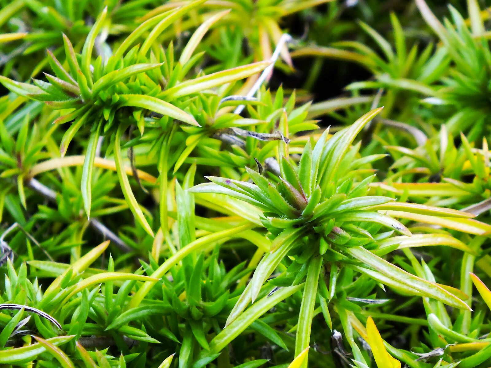 Satureja spicigera leaf