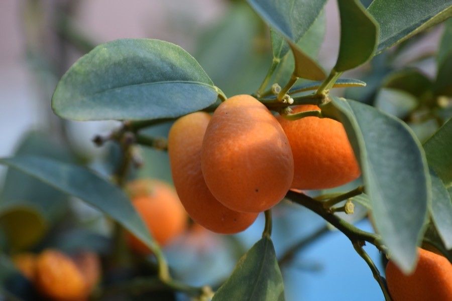 Fortunella japonica fruit