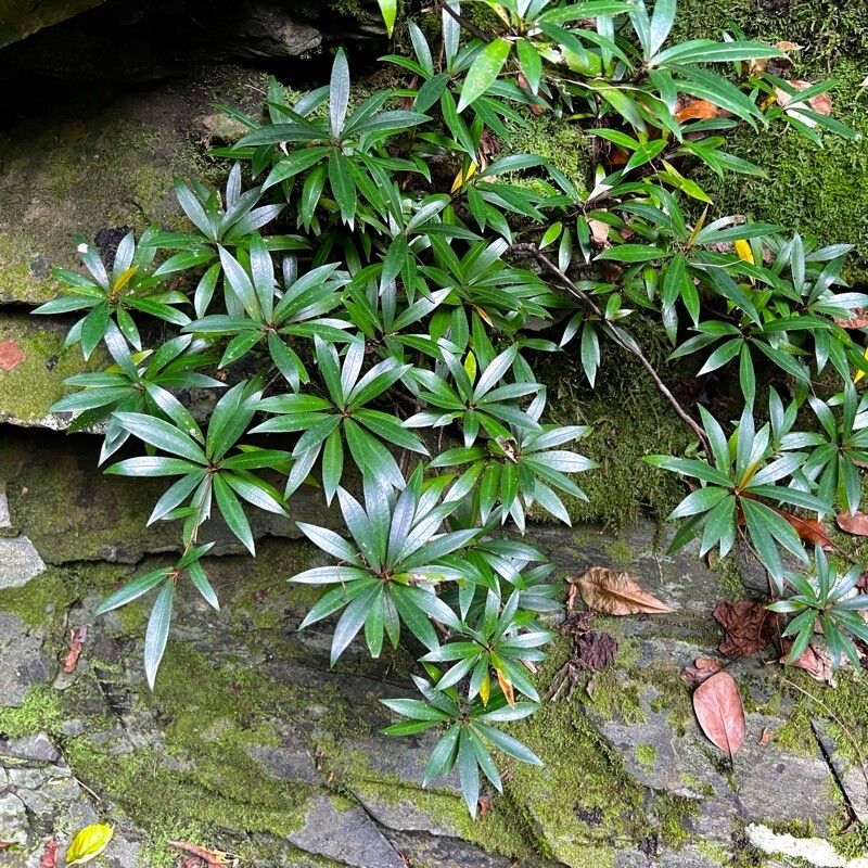 Ficus cataractorum habit