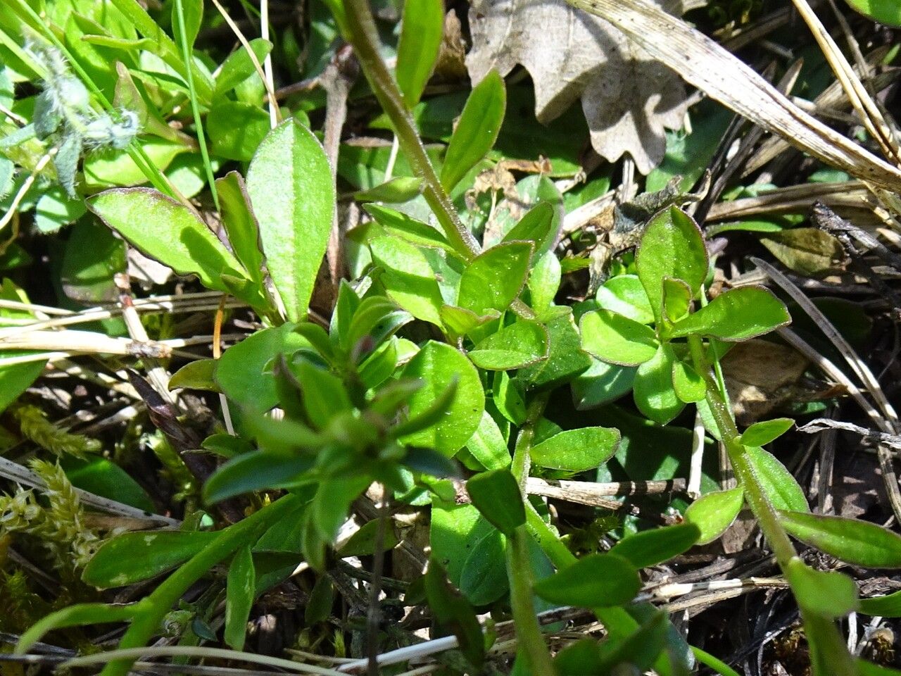 Polygala calcarea leaf