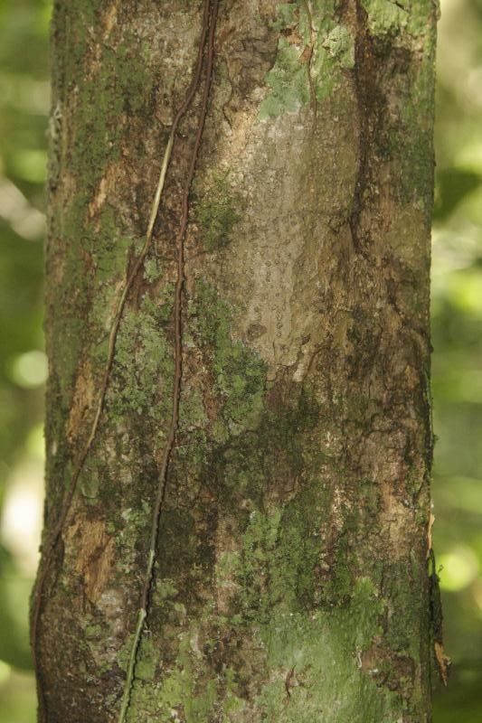 Trichilia pallida bark
