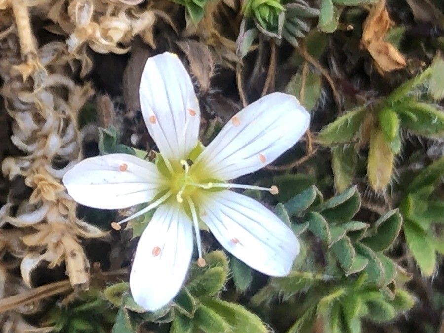 Arenaria erinacea flower