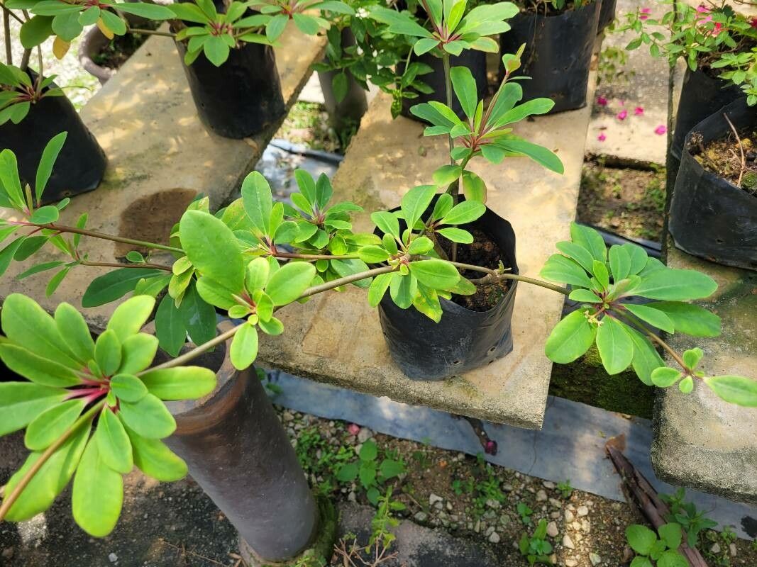 Euphorbia bongolavensis — houseplant care guide