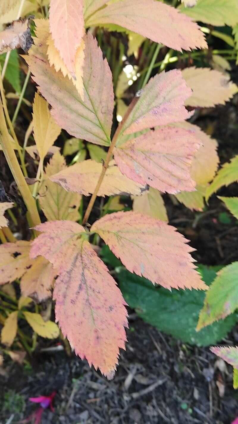 Gillenia trifoliata — search result for 'Georgia'