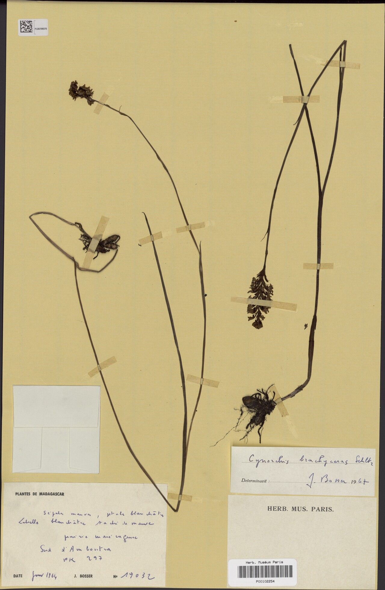 Cynorkis brachyceras — houseplant care guide