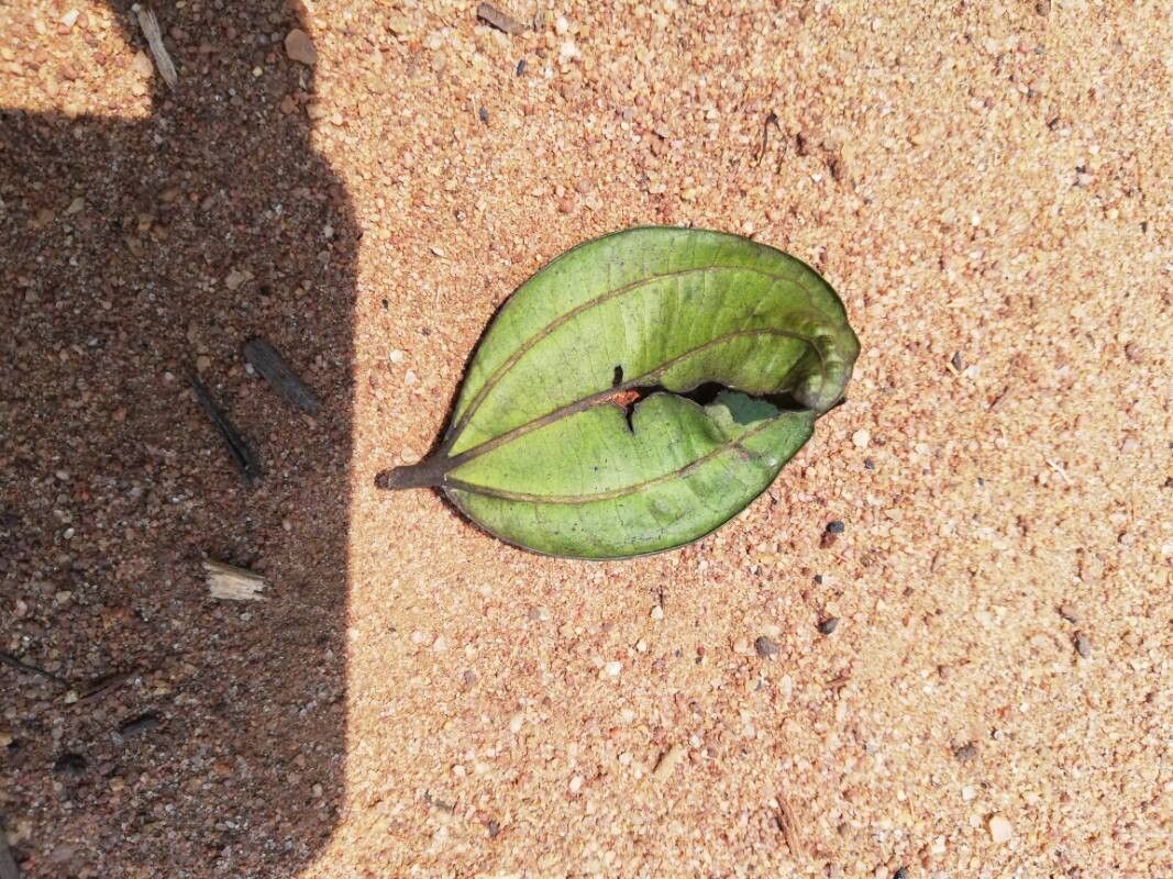 Celtis adolfi-friderici