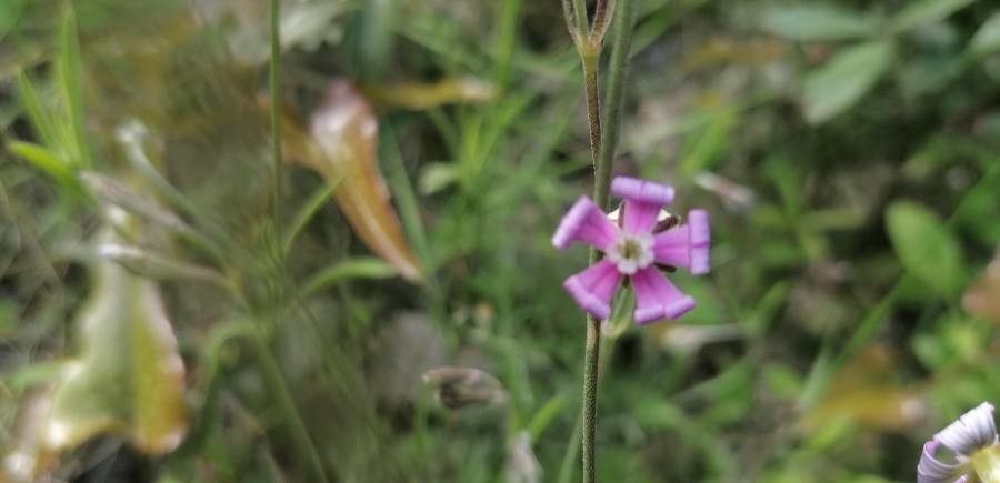 Silene secundiflora flower