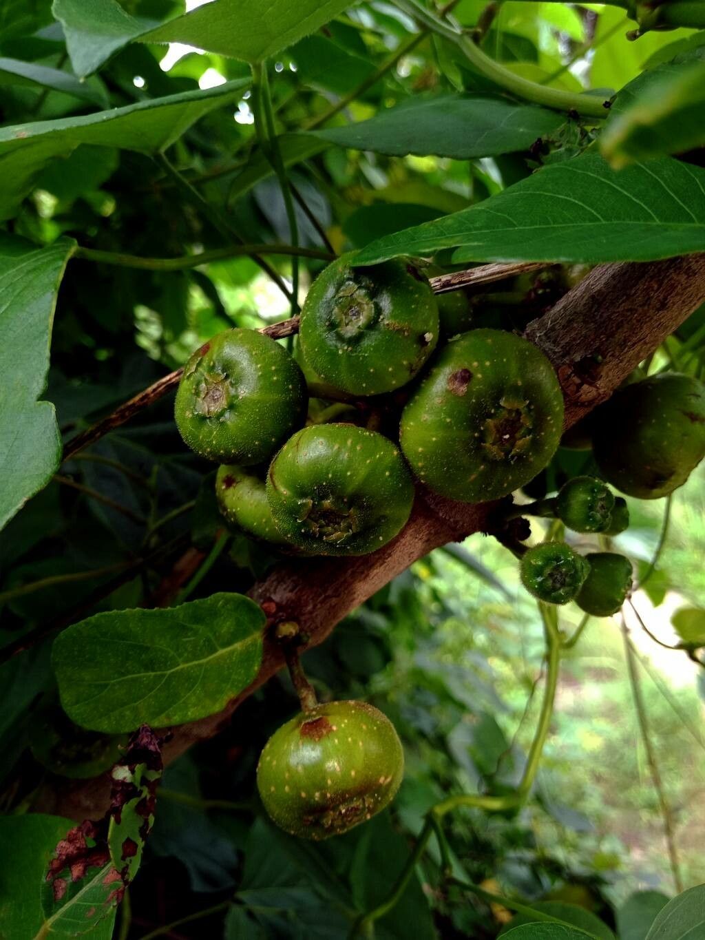 Ficus auriculata fruit