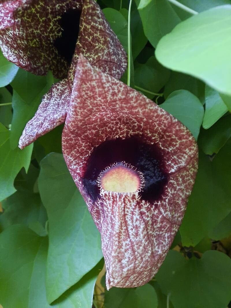 Aristolochia gigantea flower