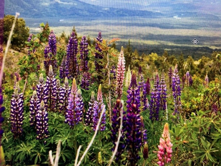 Lupinus mutabilis flower